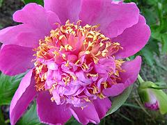 peony14 (14)